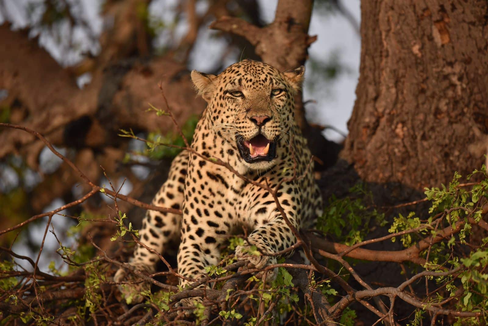 Leopard Klaserie