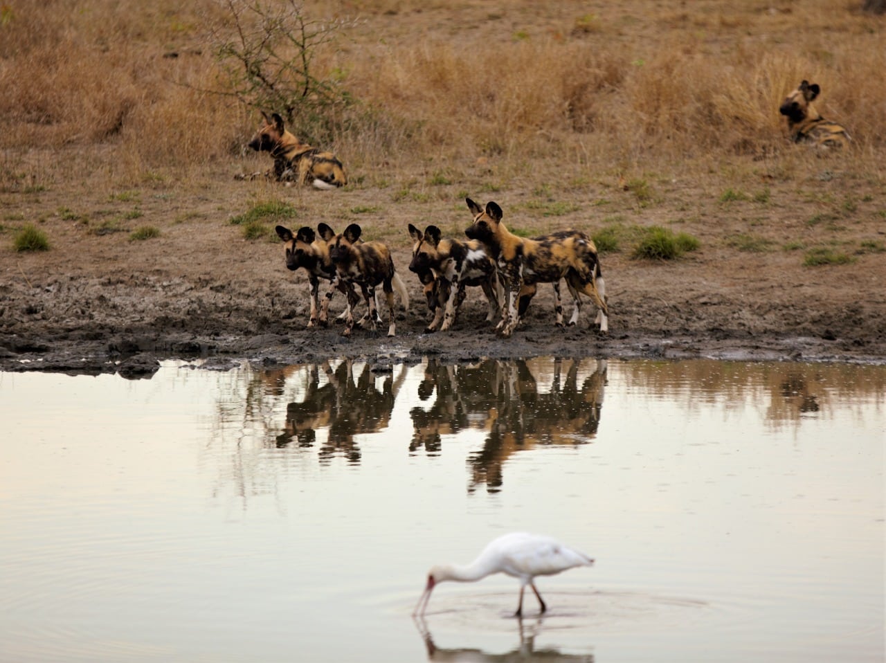 Wild Dogs-Tulela Safari Lodge