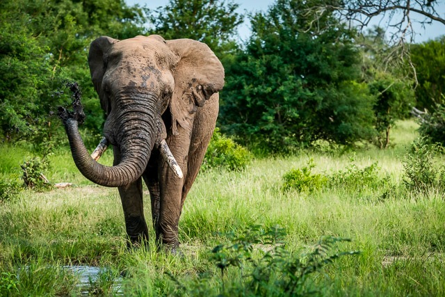 Klaserie Wildlife