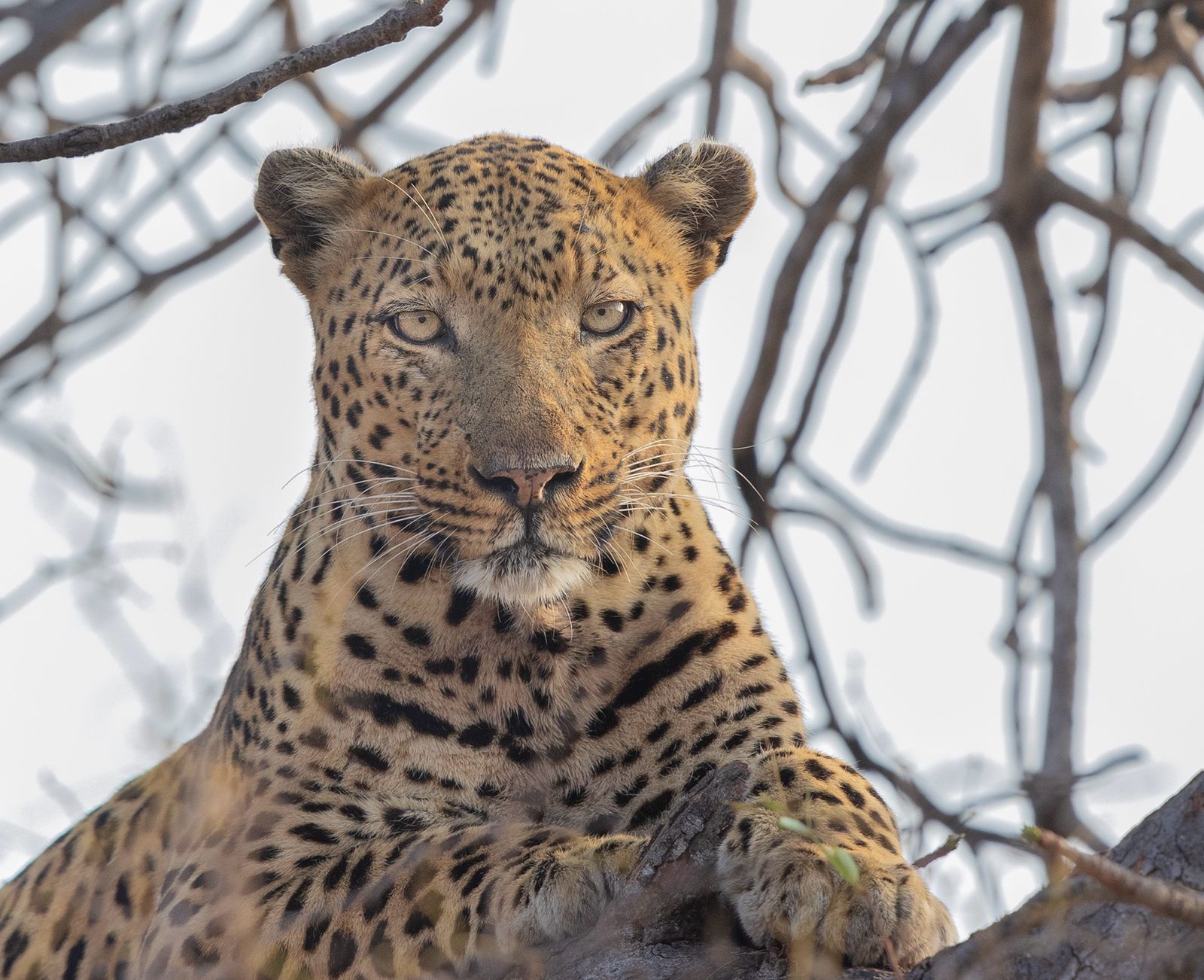 Klaserie Private Game Reserve Leopard