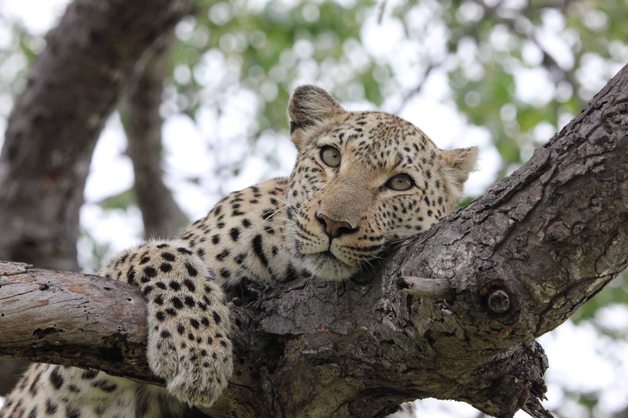 Leopard Closeup in tree