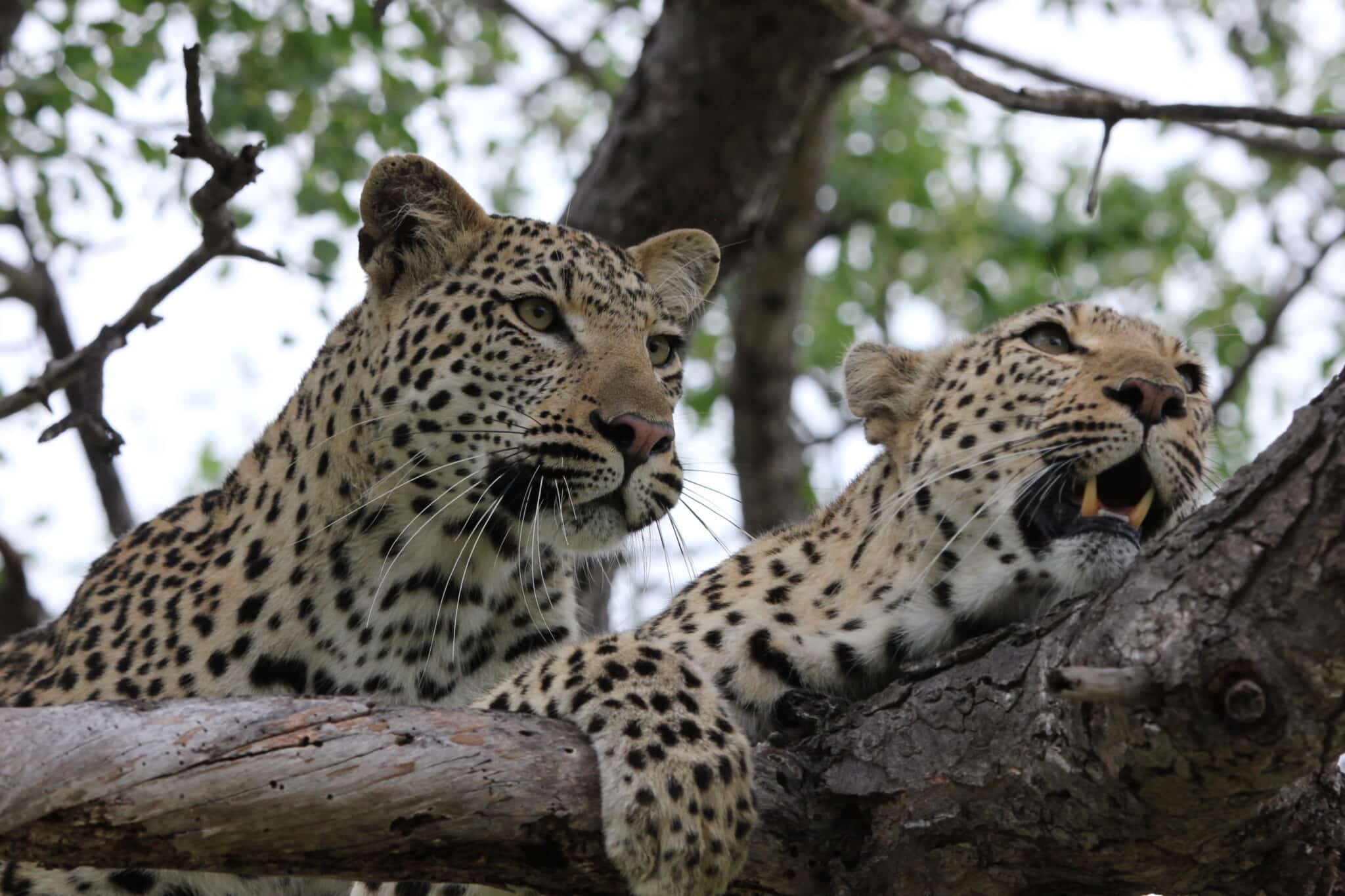 Leopards in Tree Klaserie