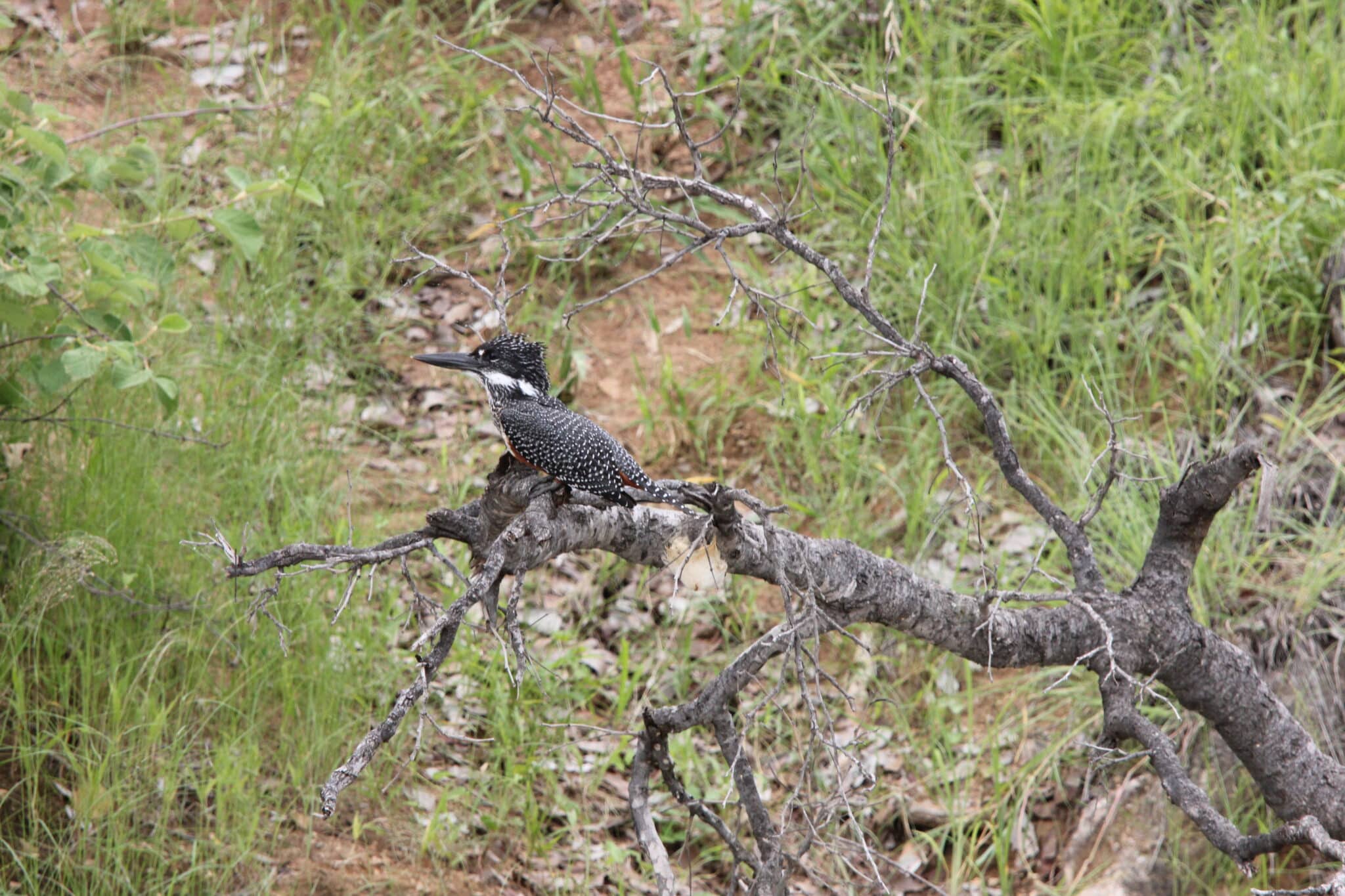 Pied Kingfisher