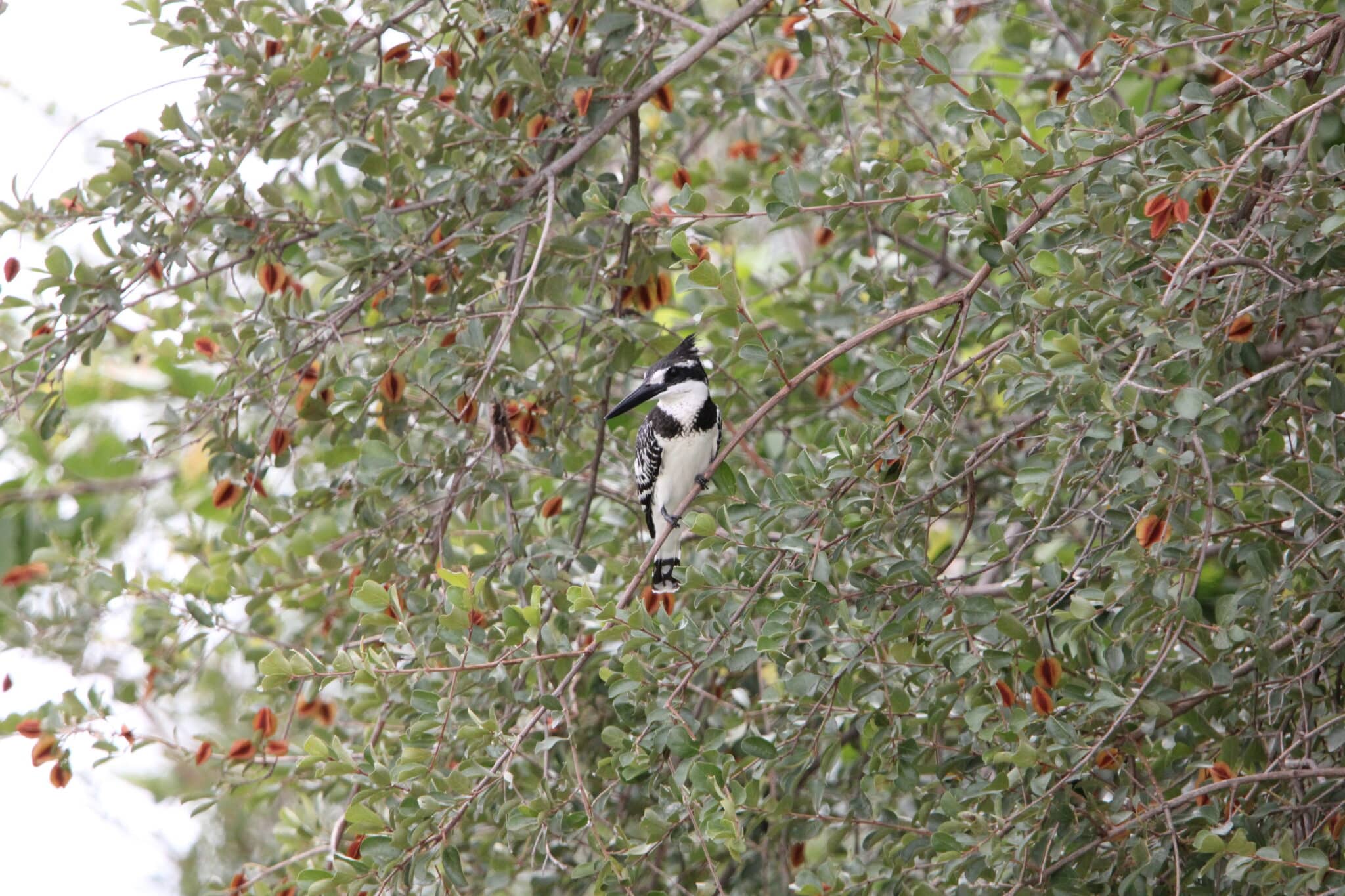 Pied Kingfisher Klaserie