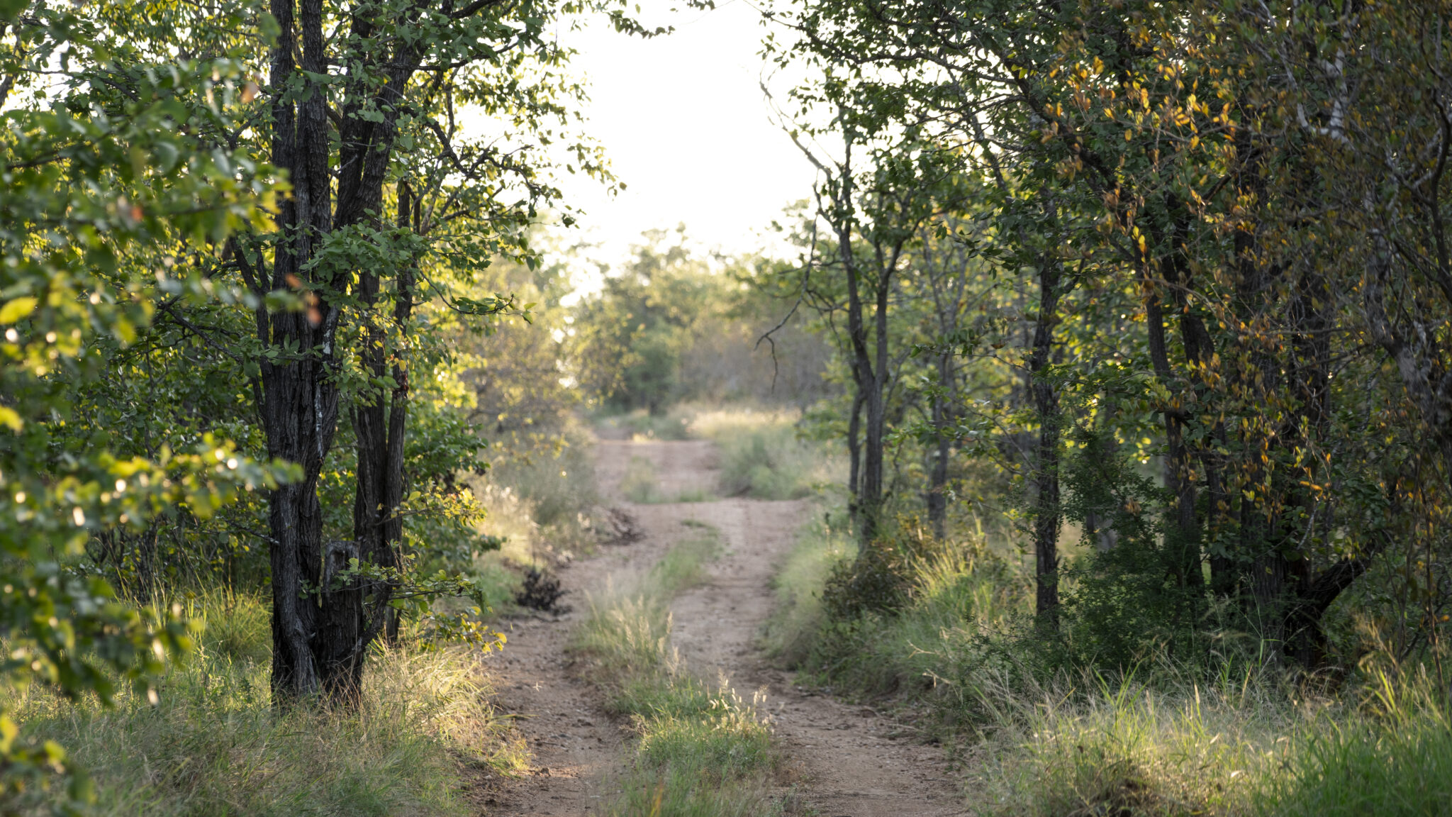 Understanding the Klaserie: Why This Corner of Greater Kruger Remains So Special