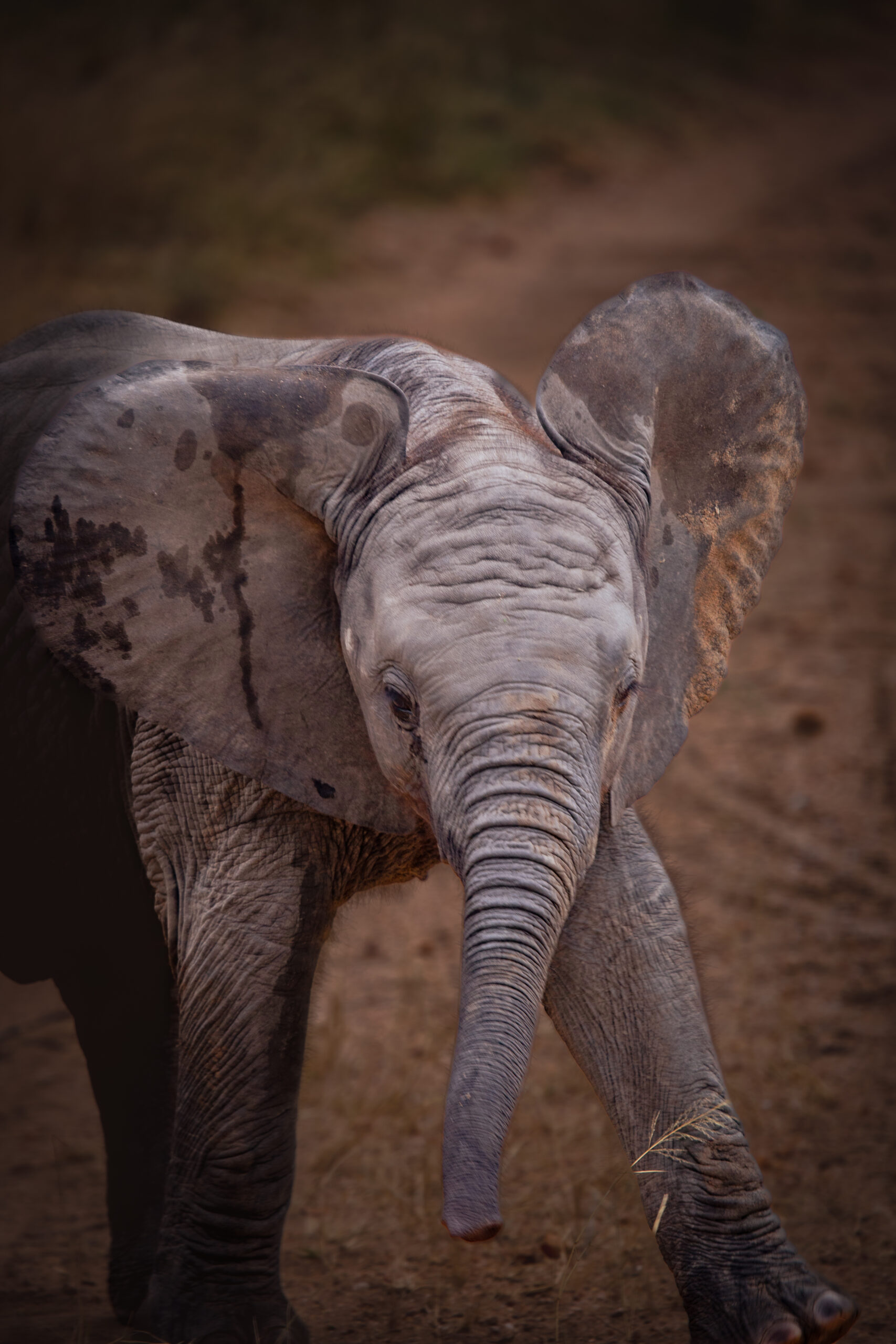 Baby Elephant