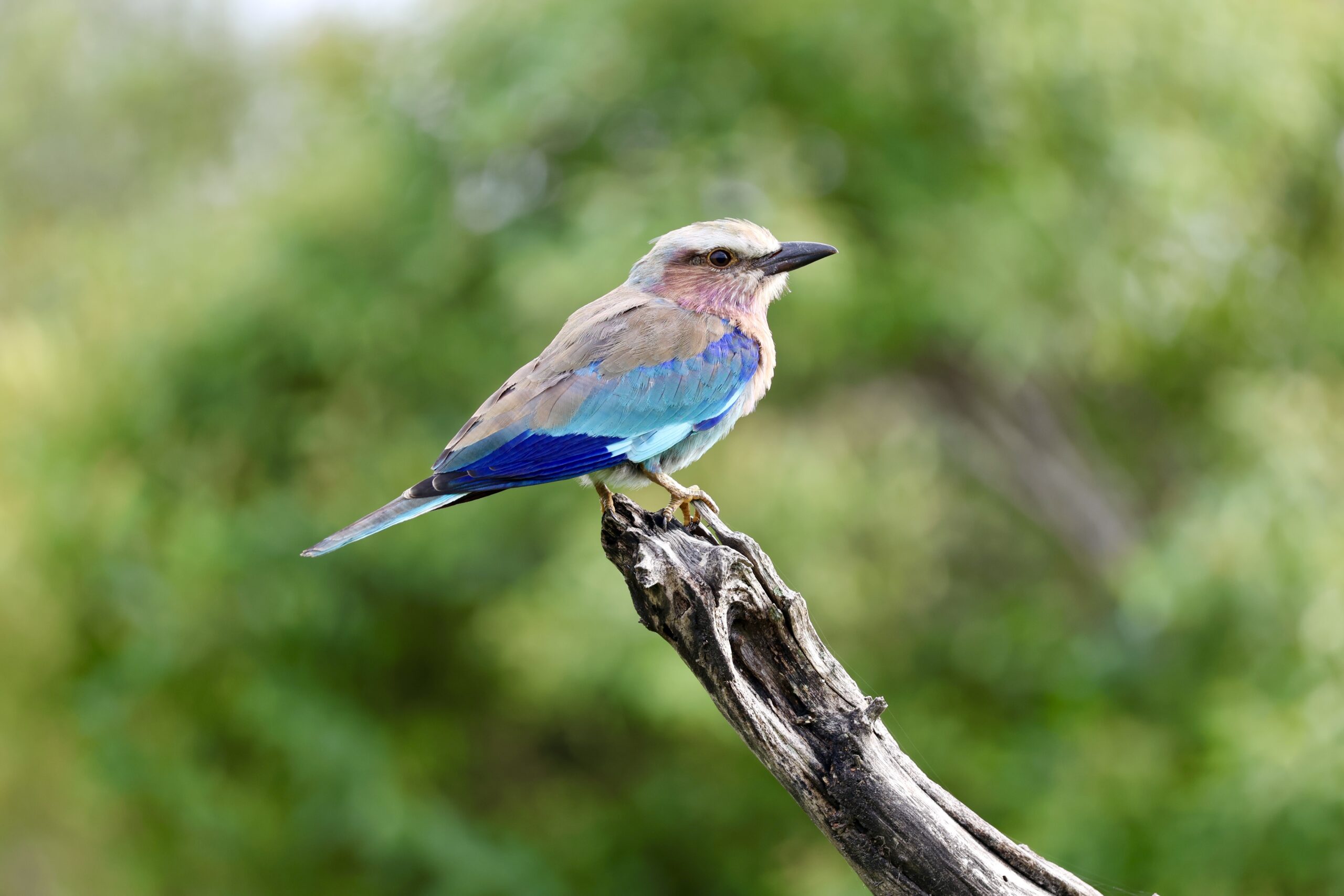Lilac Breasted Roller Klaserie