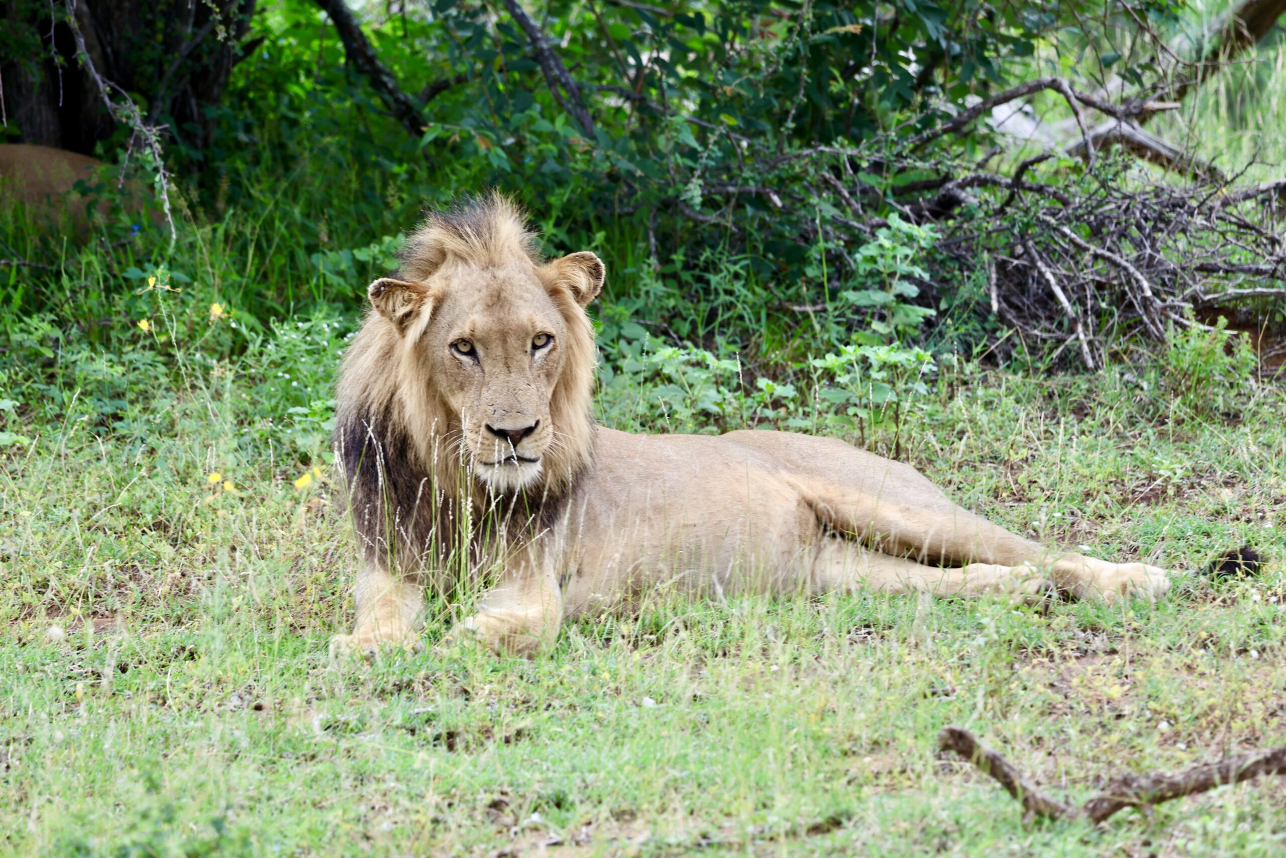 Male Lion Klaserie