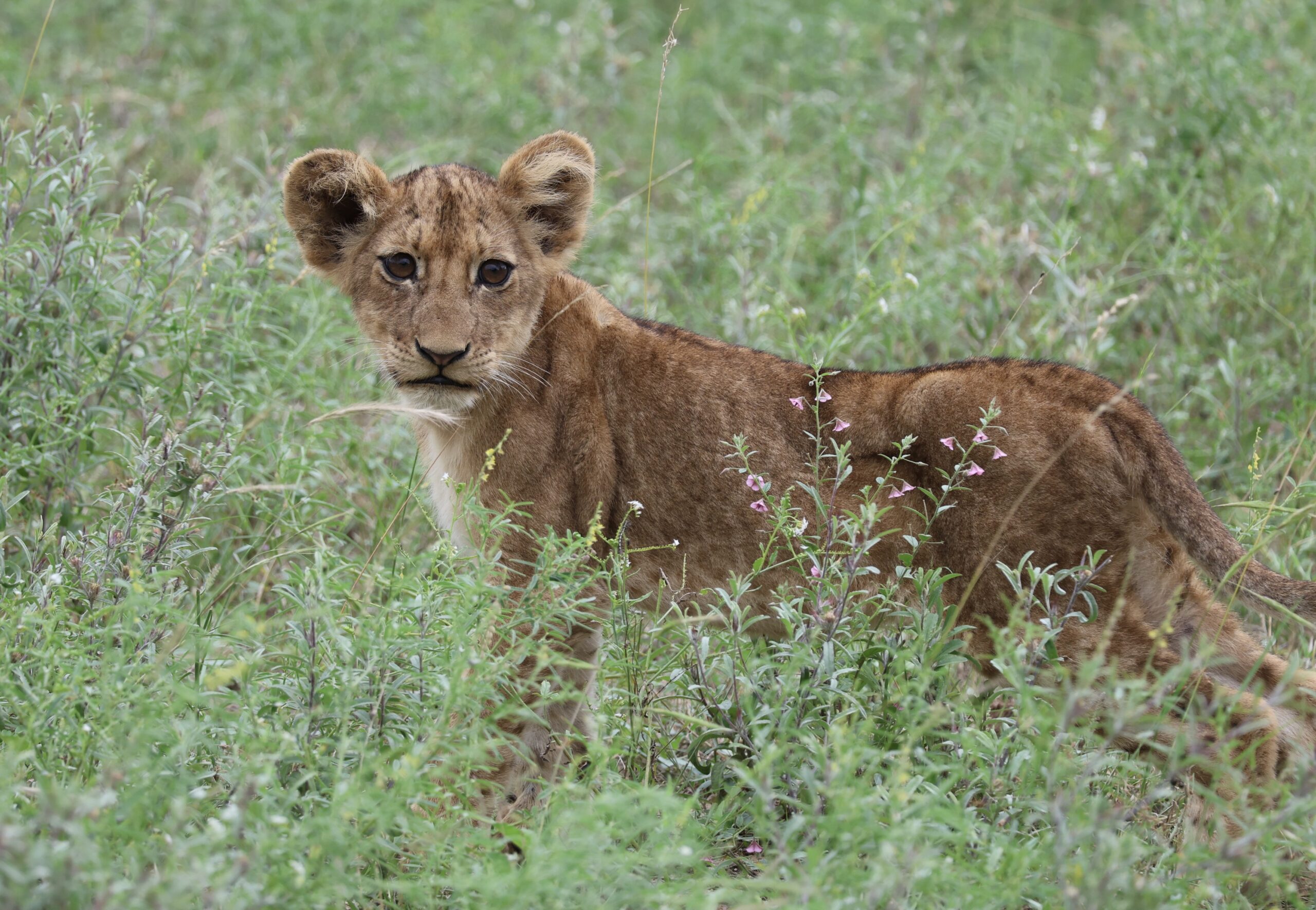 Lion Cub Klaserie