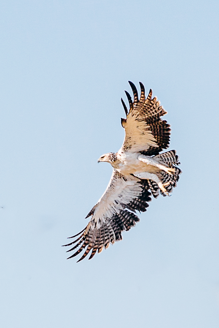 Eagle Soaring above Kleserie