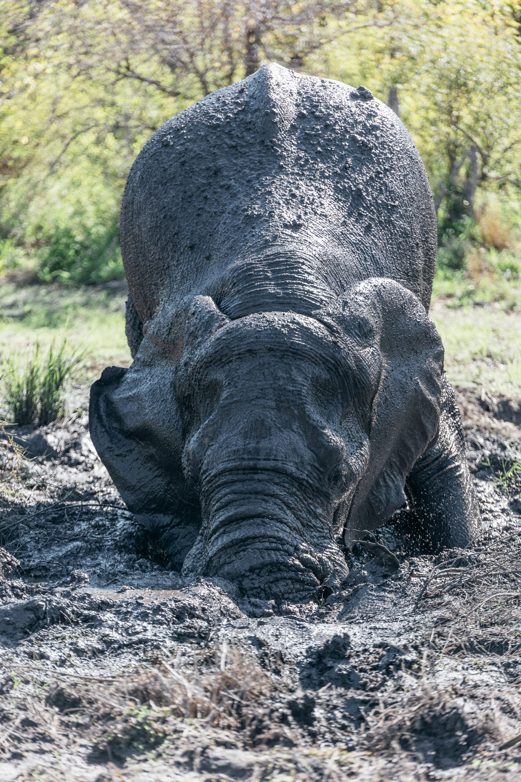 Elephant