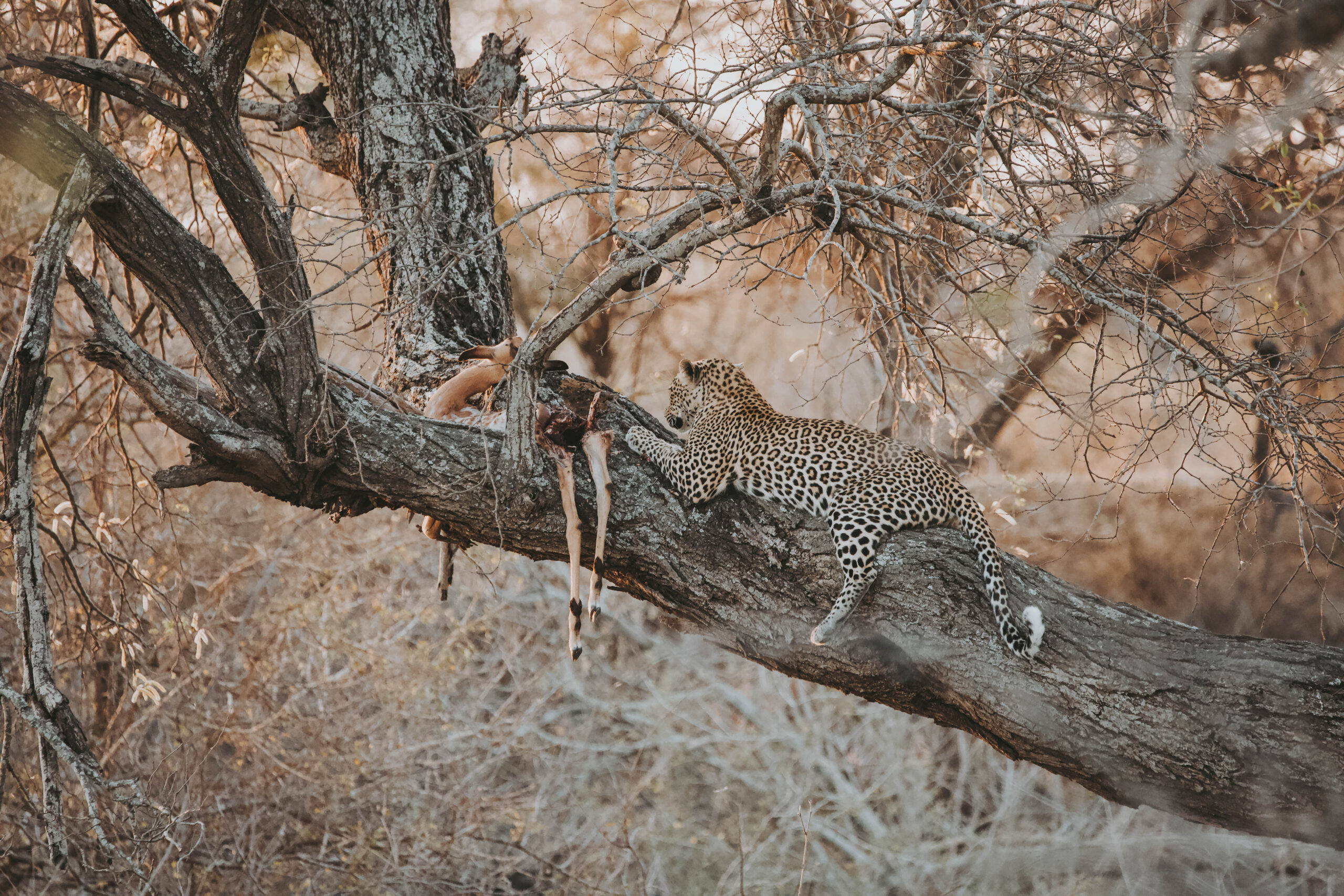 Leopard Kill Klaserie