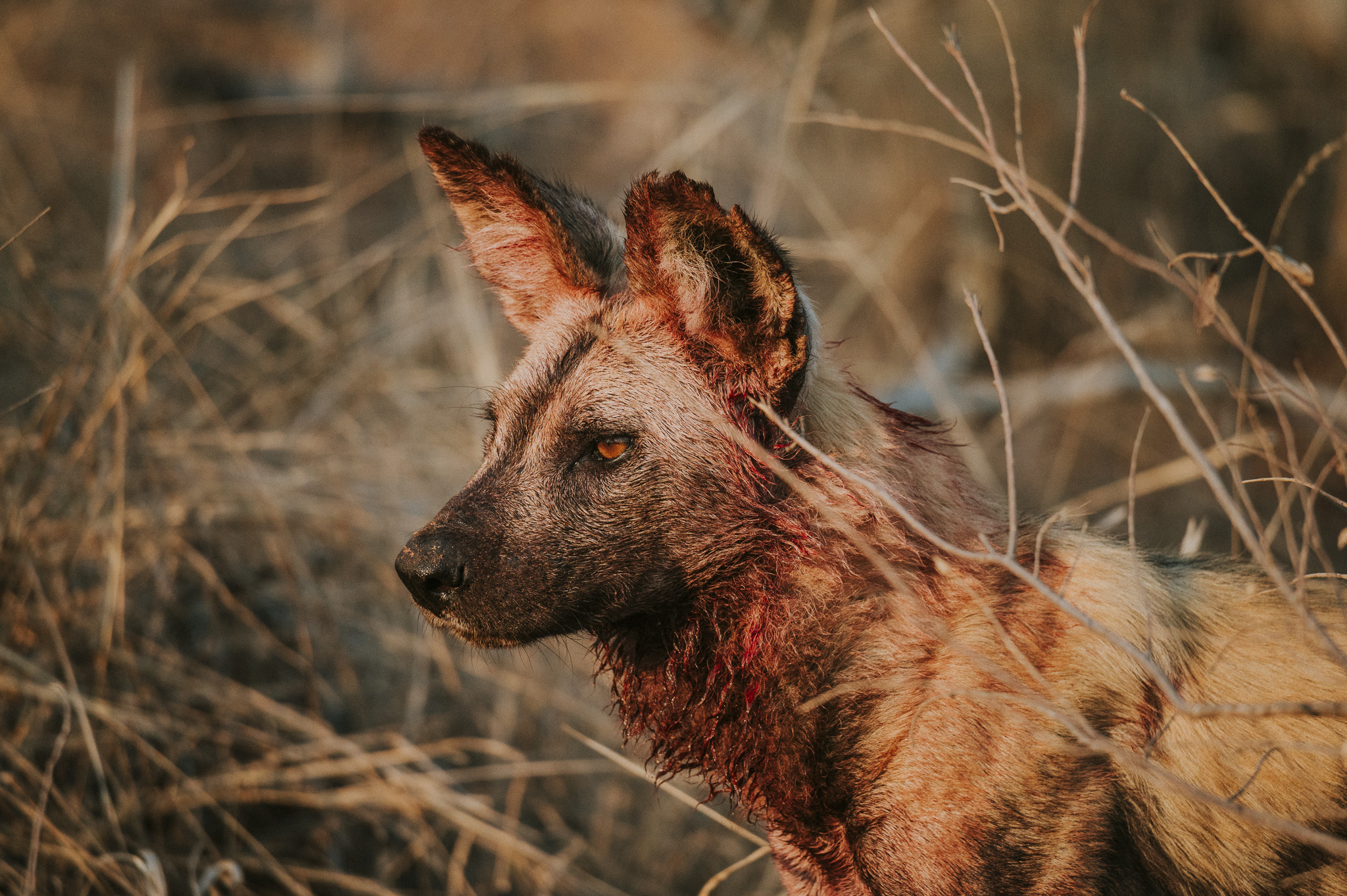 Wilddog Tulela Lodge
