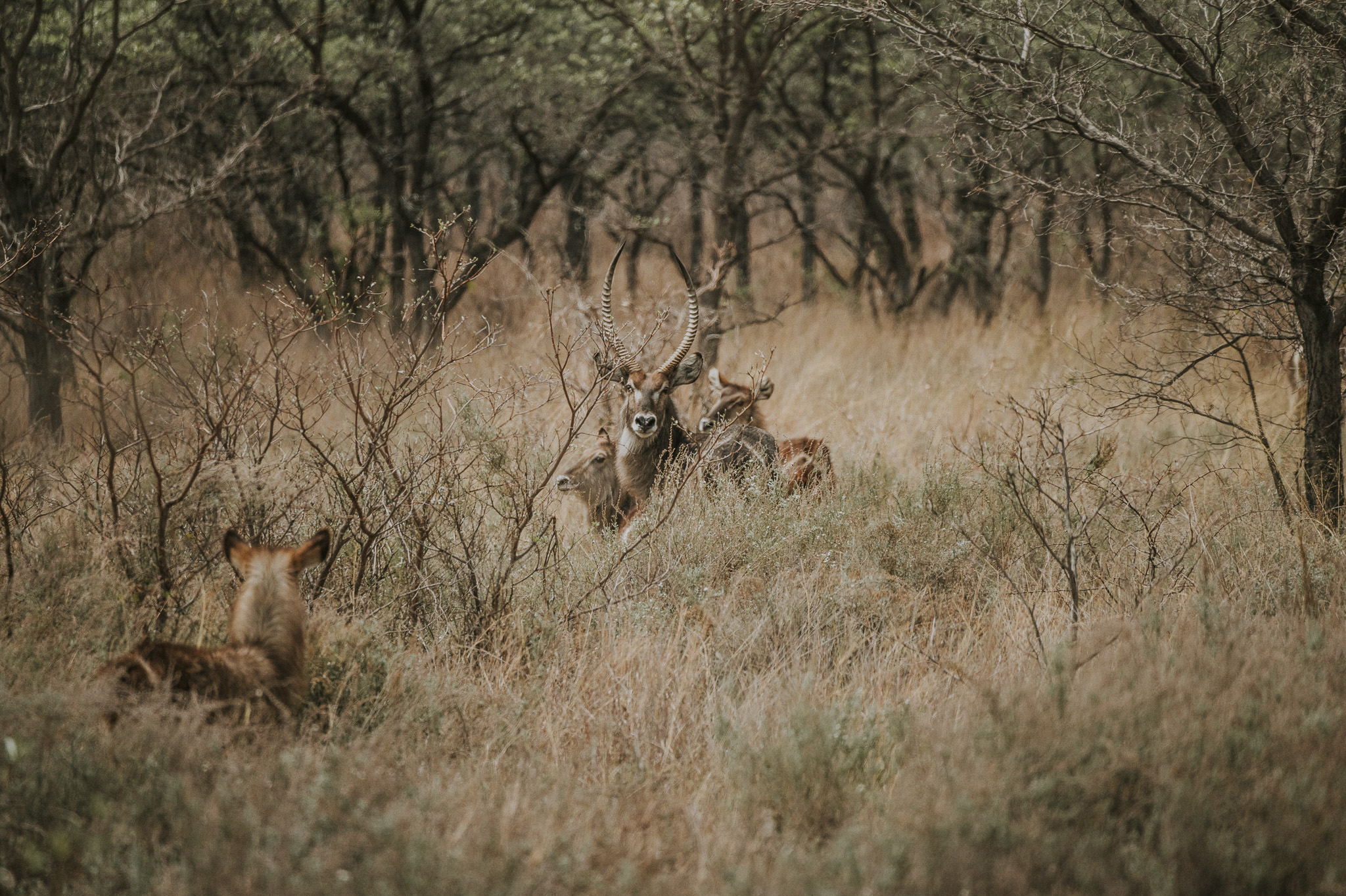 Waterbuck Klaserie