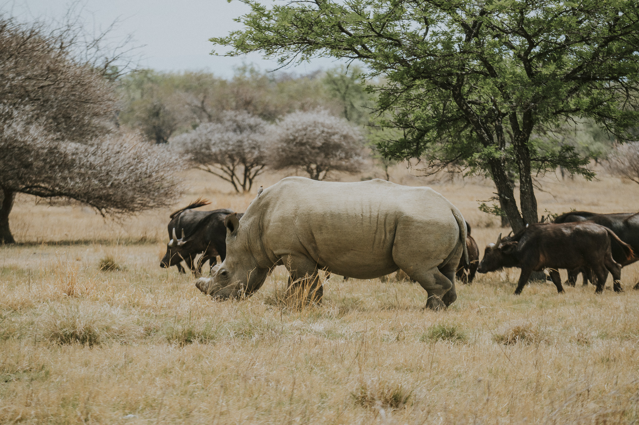Rhino and Buffalo Klaserie
