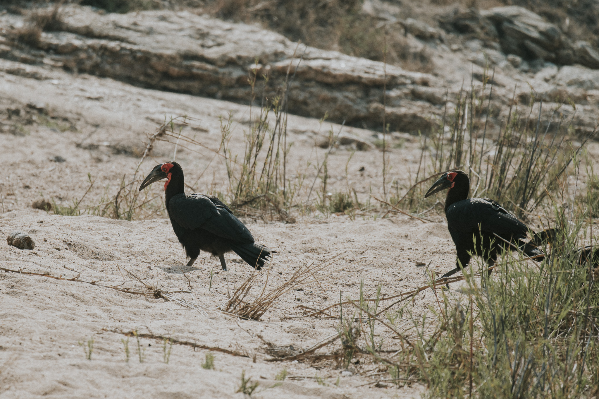 Ground Hornbills Klaserie