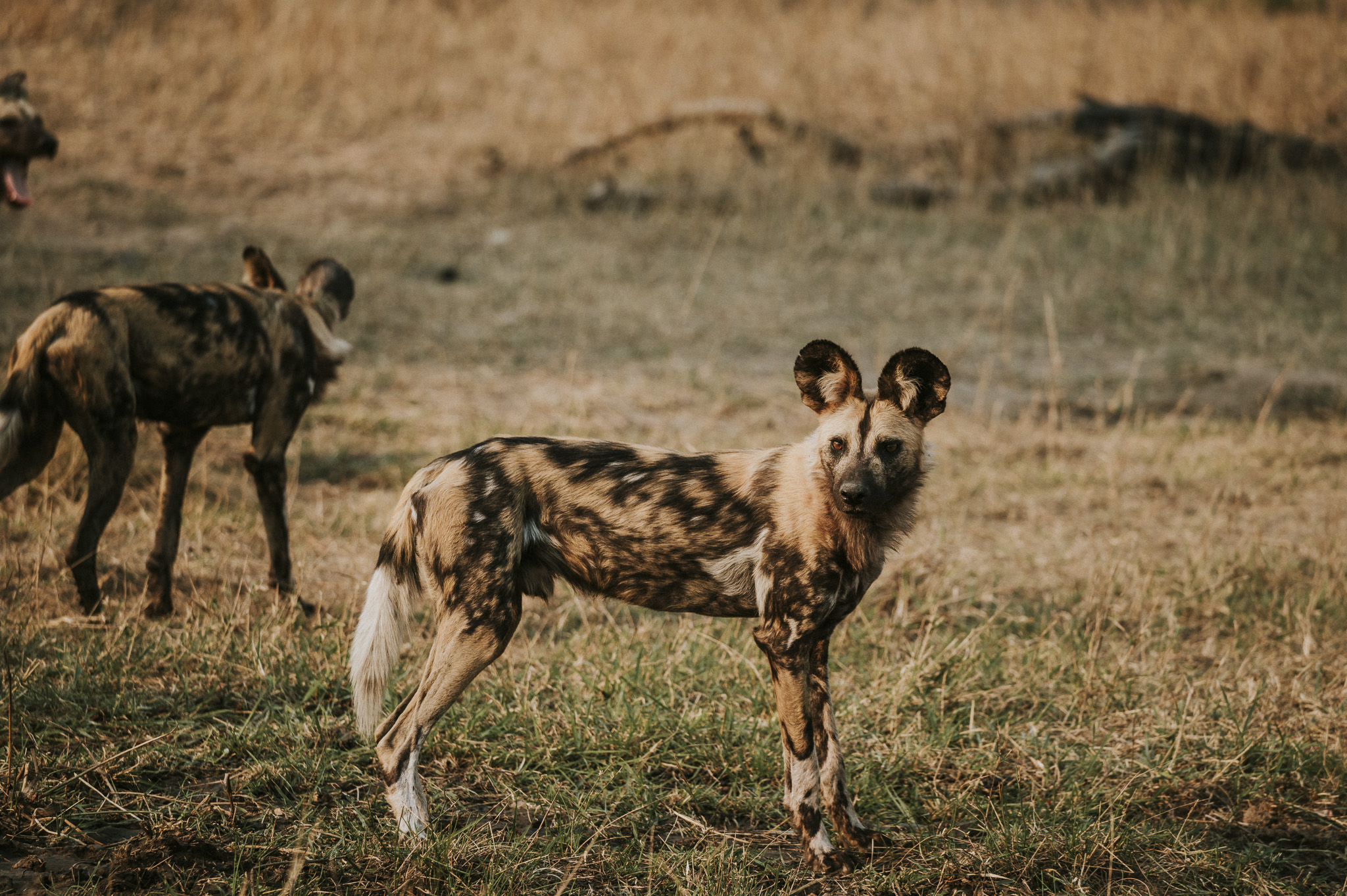 Painted Wolves Tulela Safari, Greater Kruger