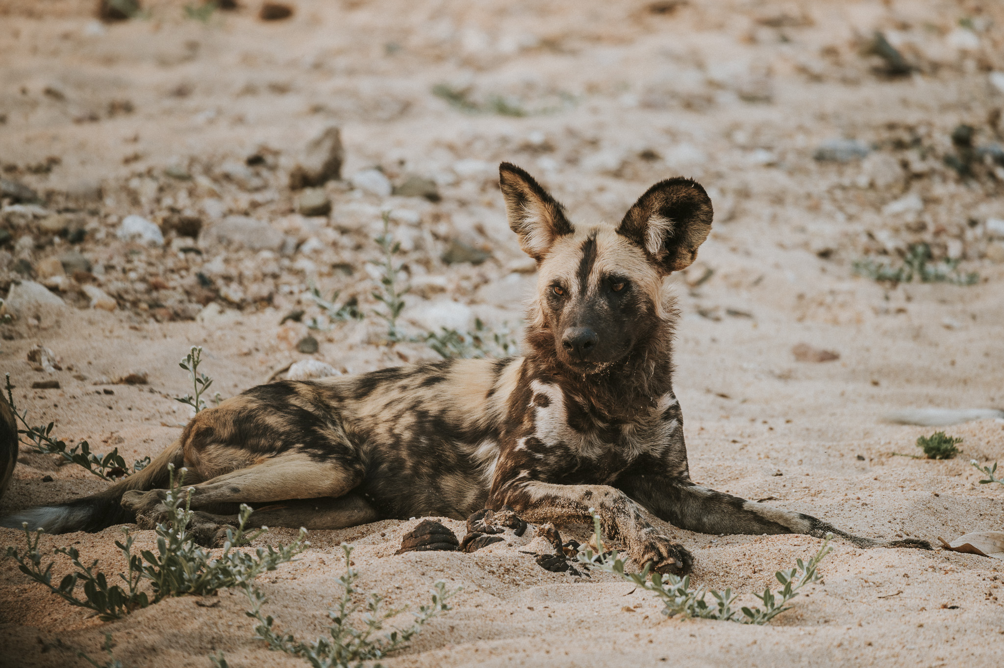 Wild Dogs Greater Kruger Tulela Safari Lodge