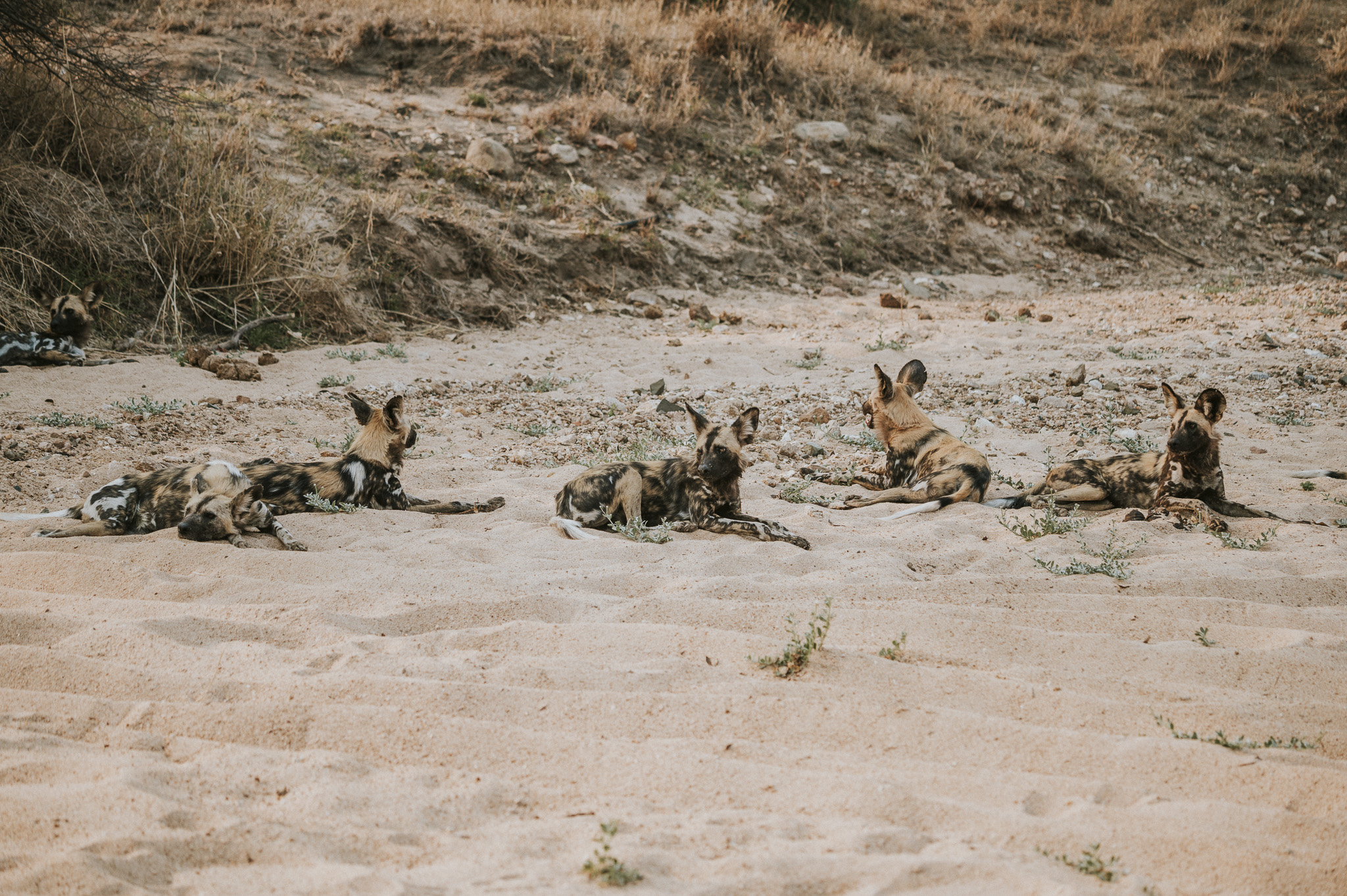 Wild Dogs Klaserie