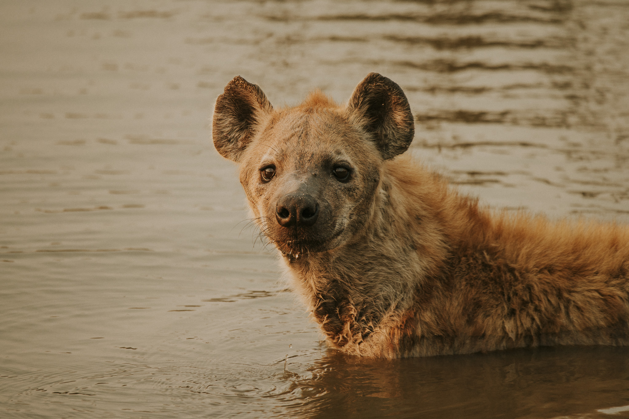 Hyena Swimming Klaserie Wildlife