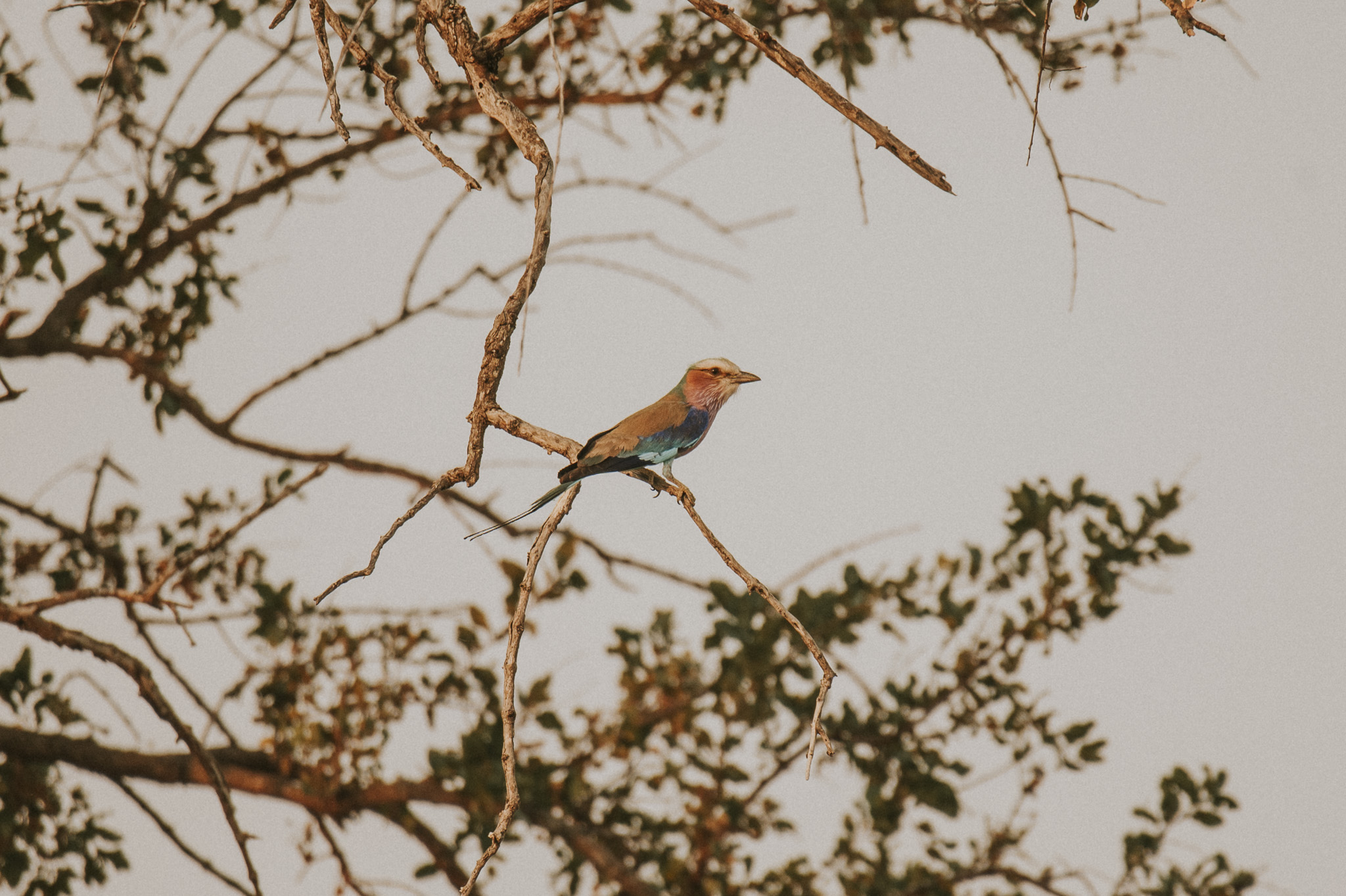 Lilac Breasted Roller Klaserie Wildlife