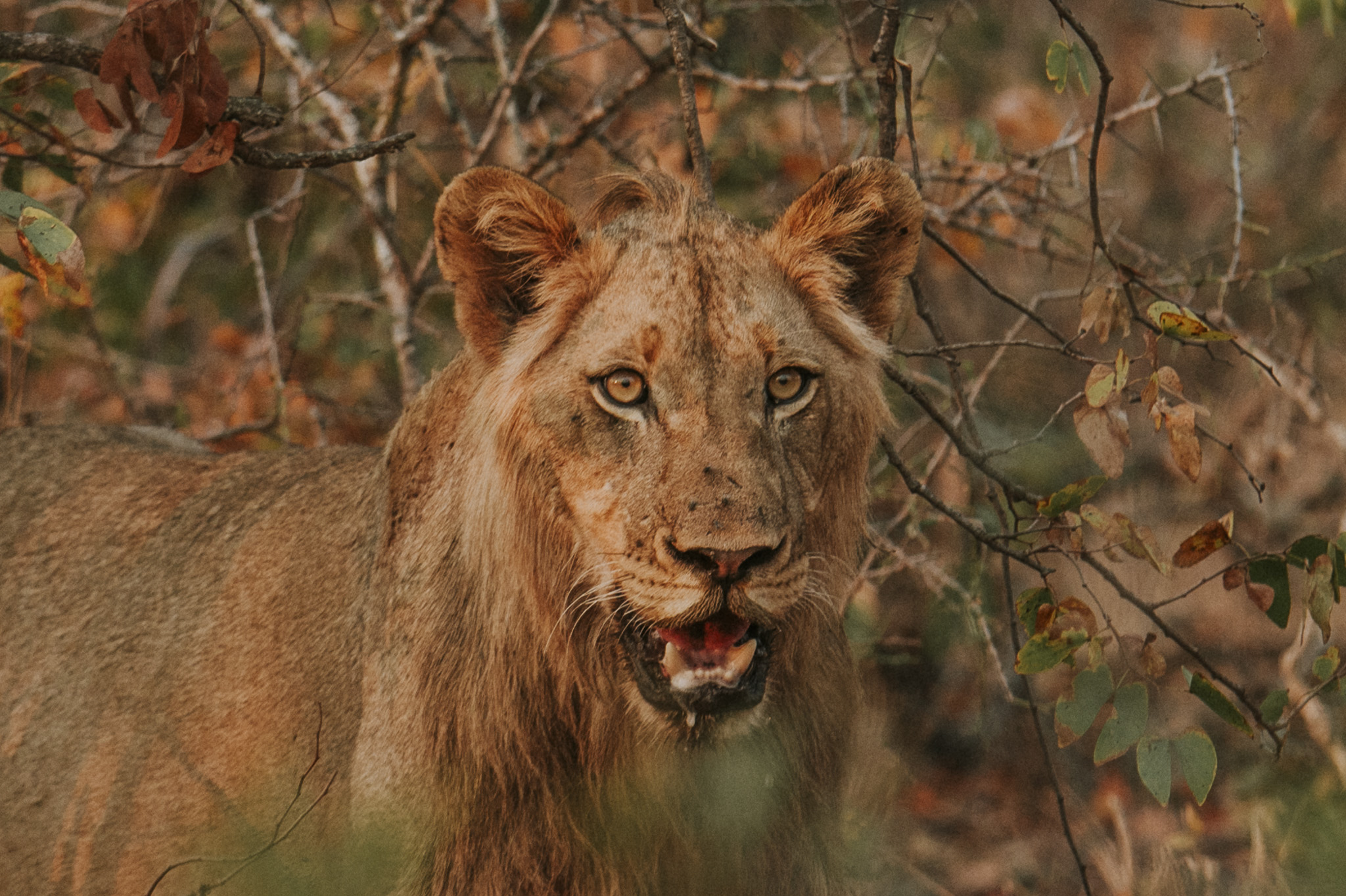 Young Male Lion Klaserie