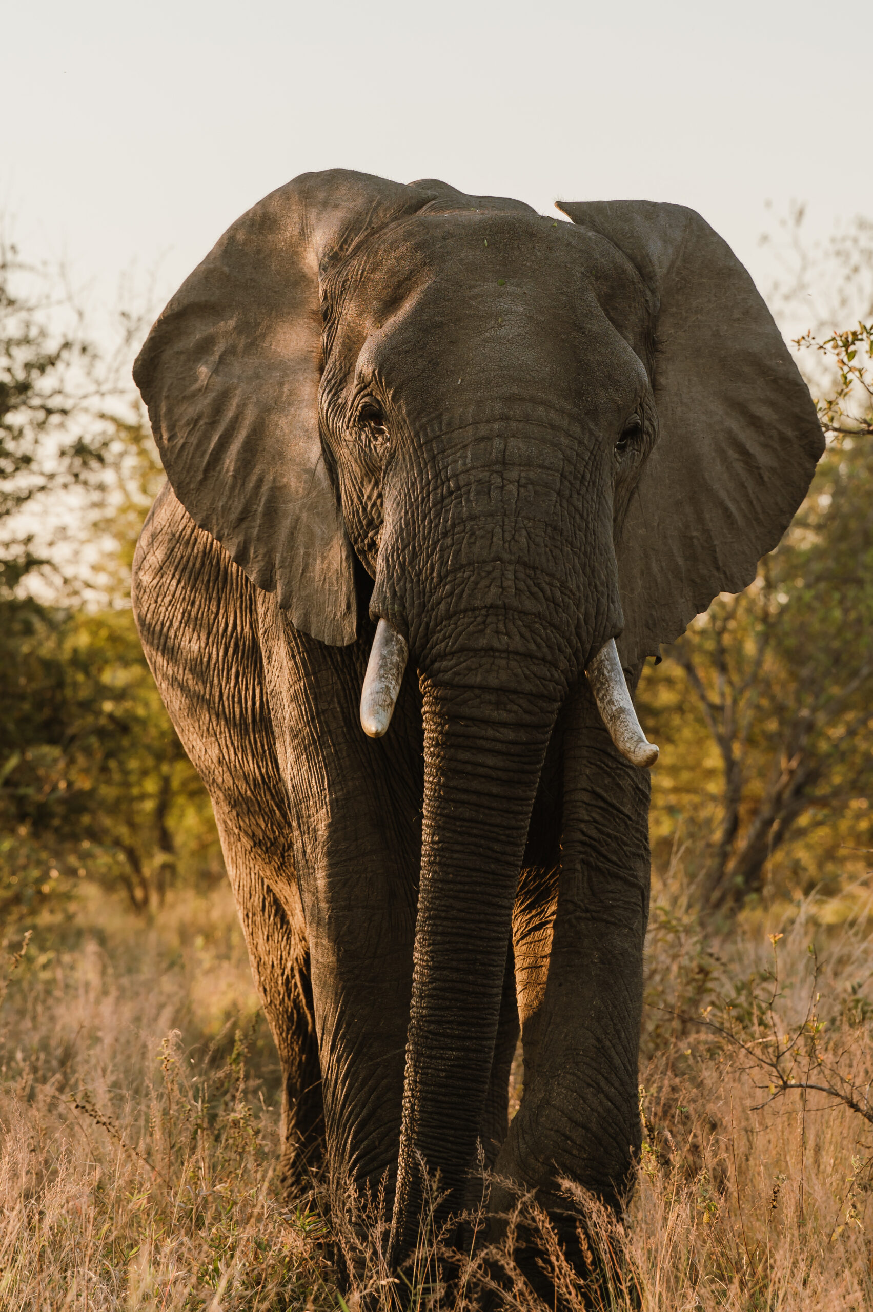 Elephant Klaserie Private Reserve