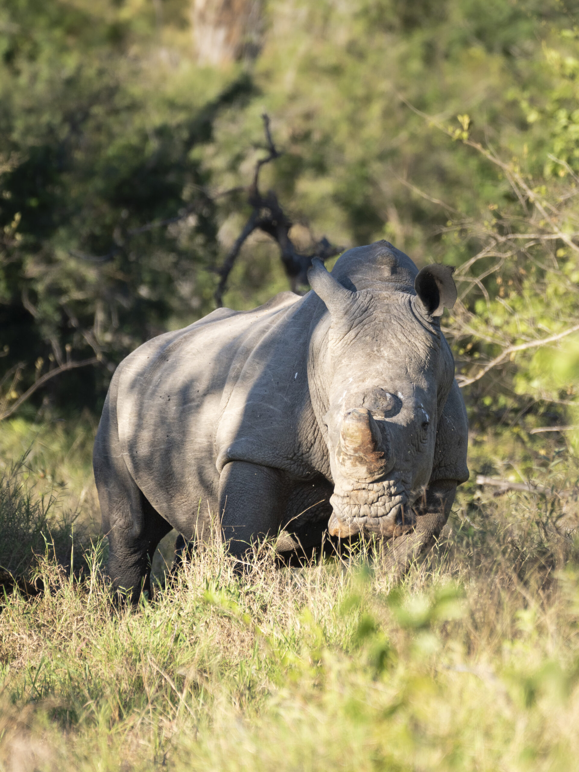 White Rhino Tulela Safari Lodge