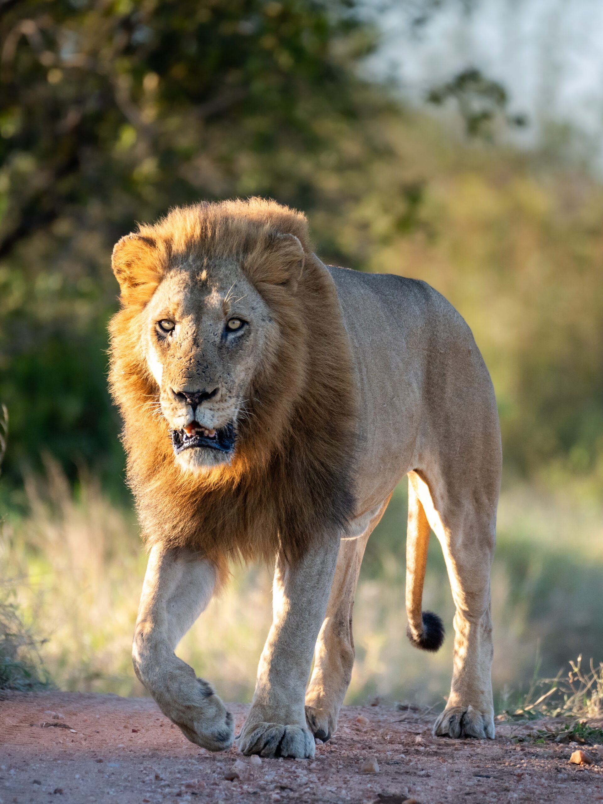 Klaserie Private Reserve Male Lion