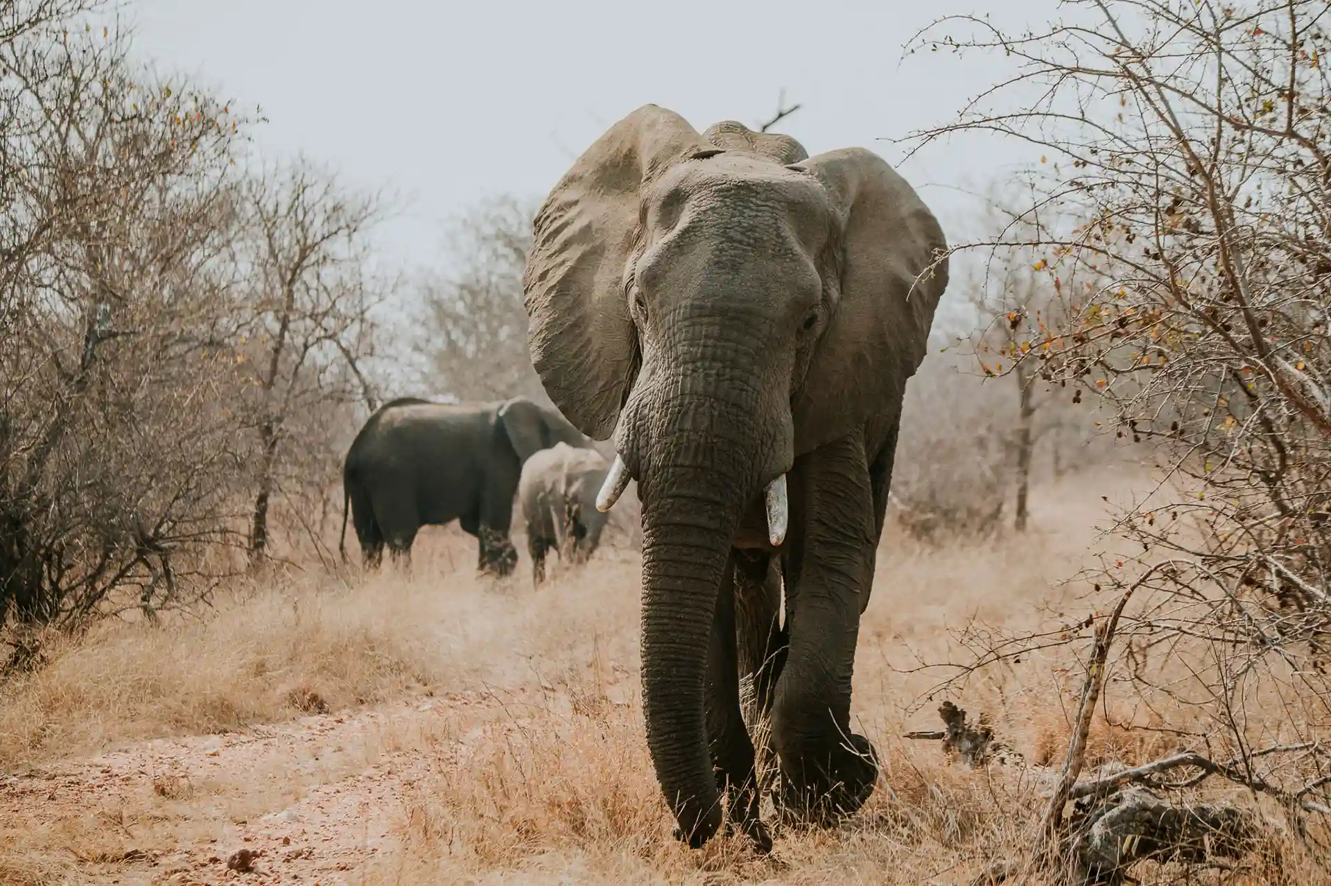 klaserie-wildlife2