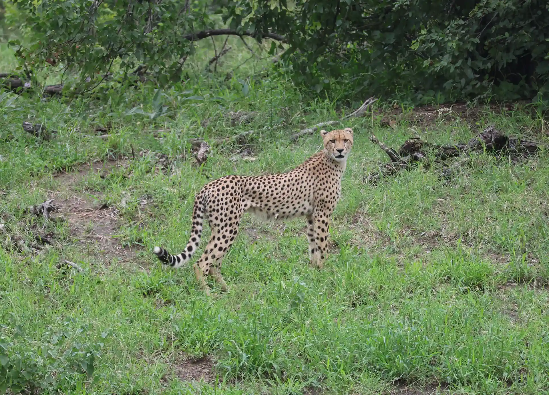 klaserie-wildlife5