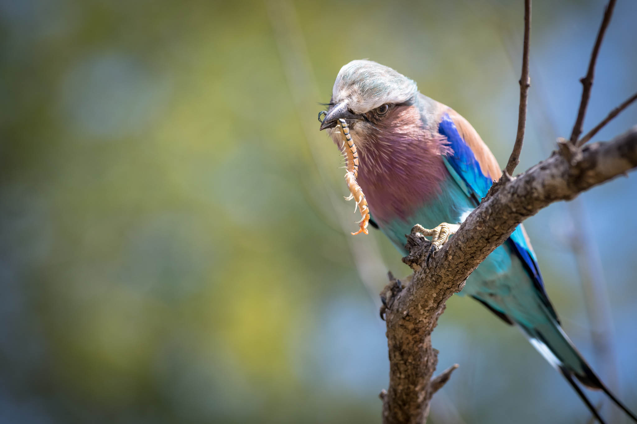 Tulela Birdlife