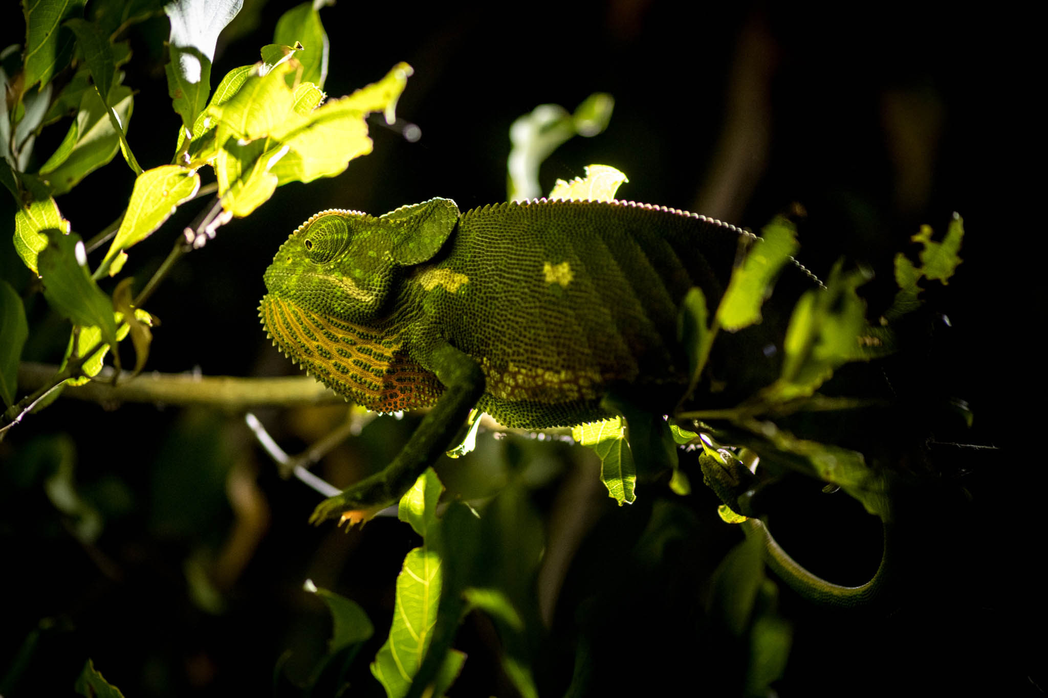 tulela-wildlife-small-wonders