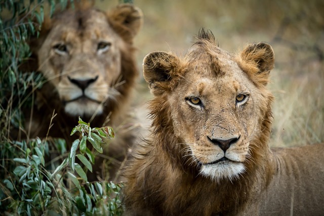 Young Male Lions Tulela Safari Lodge