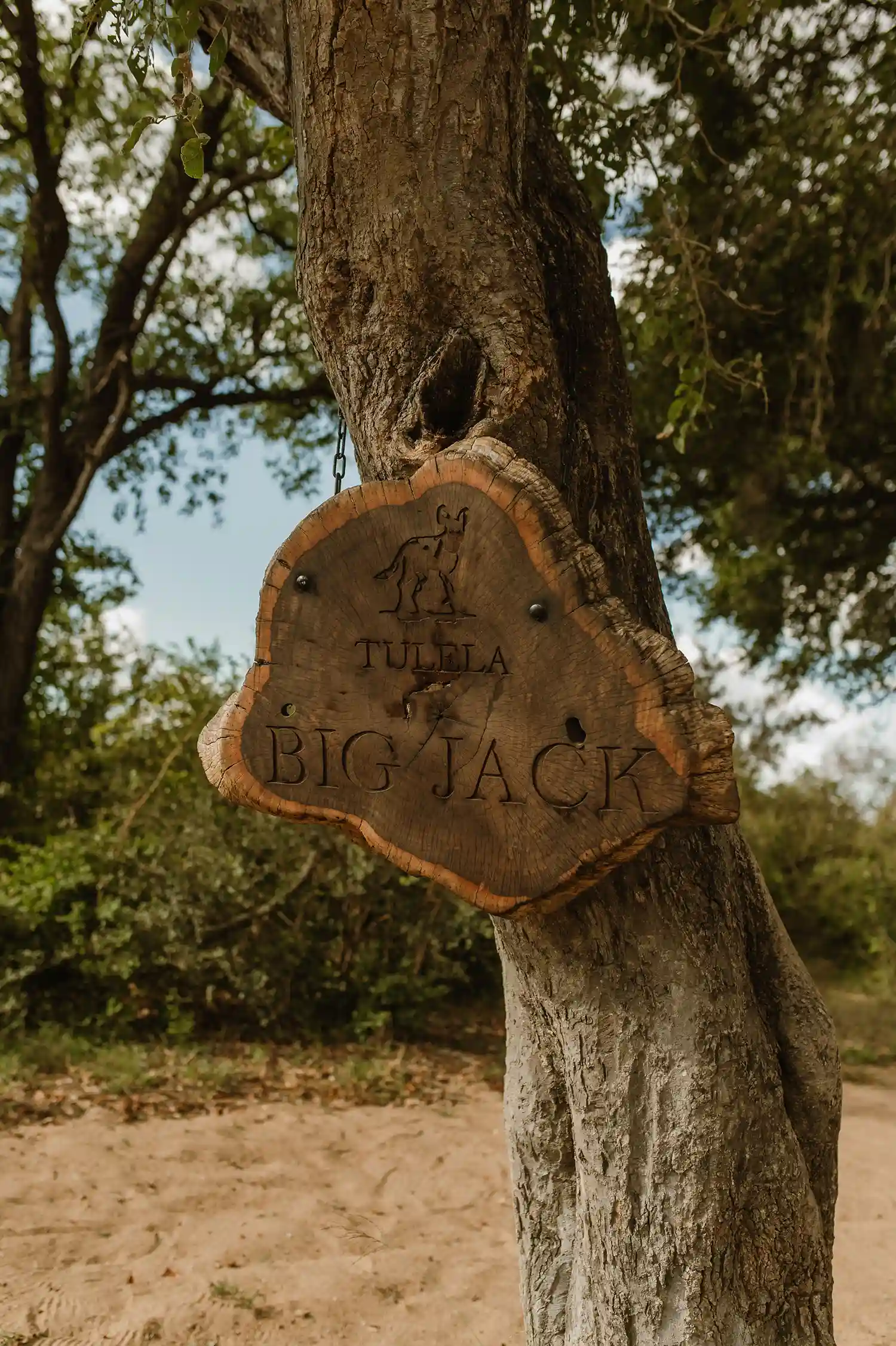 Big Jack Tree