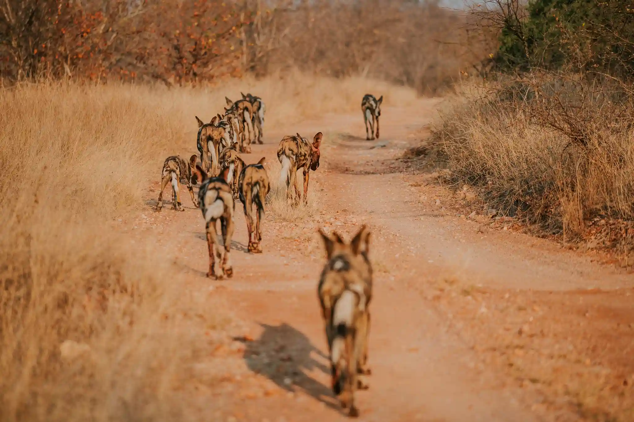 Wilddogs Tulela Safari Lodge