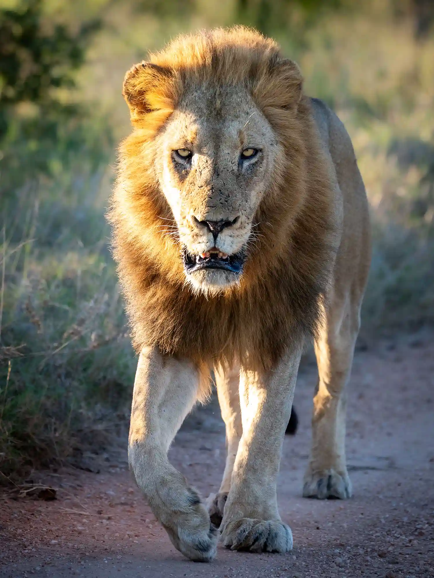Male Lion Klaserie Private Nature reserve