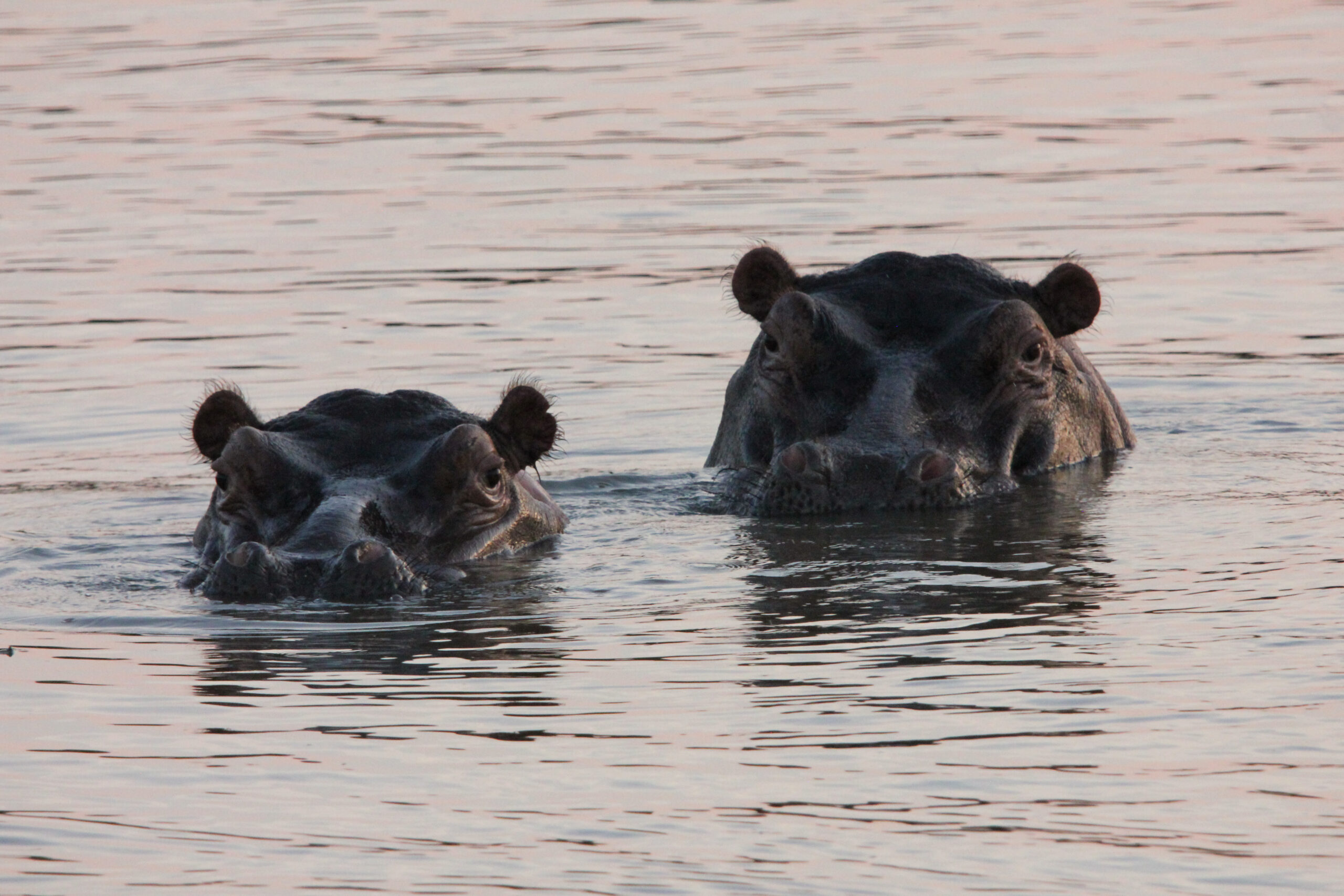 Hippos Klaserie Nature Reserve