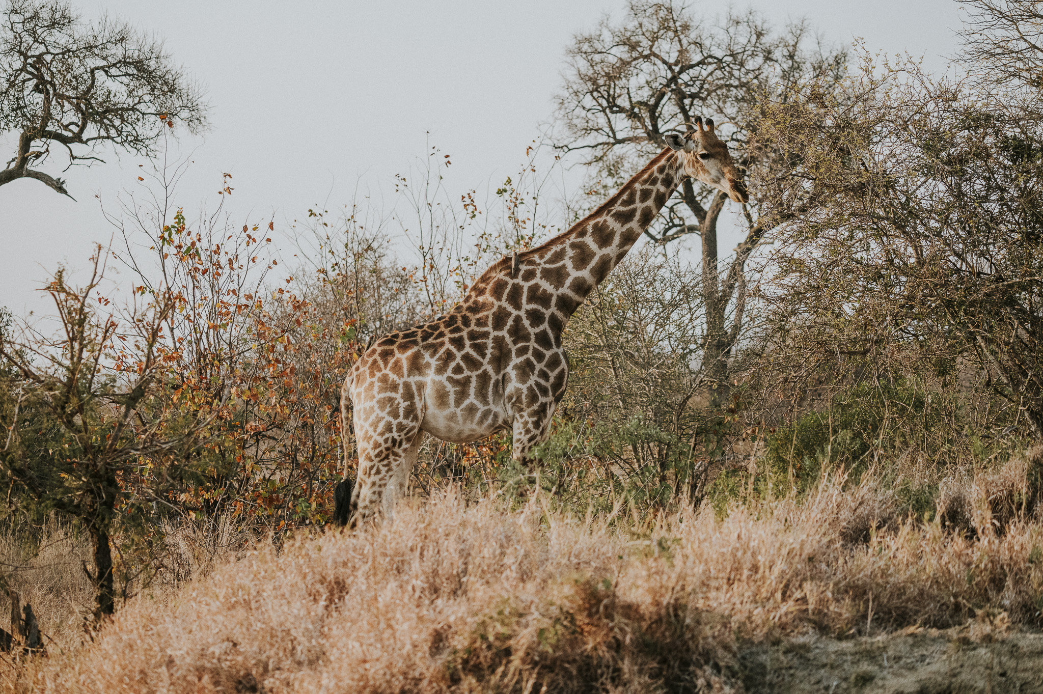Klaserie Giraffe