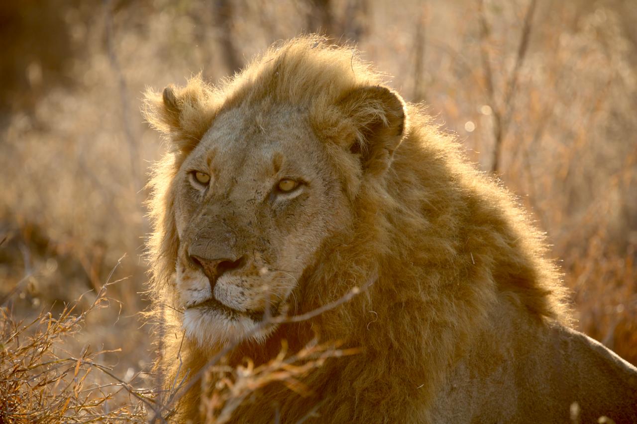 Klaserie Male Lion