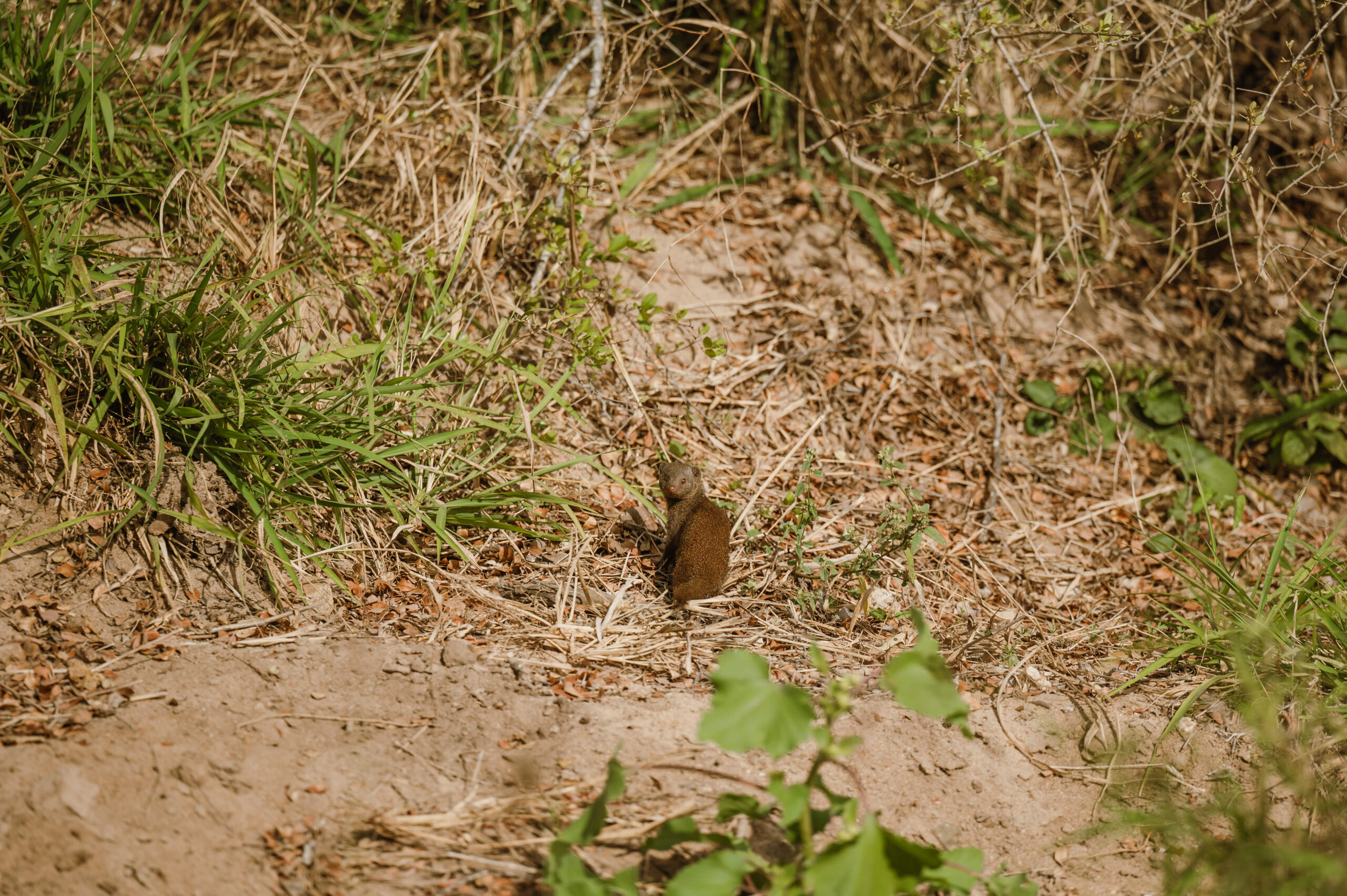 Tulela Safari Lodge Mongoose
