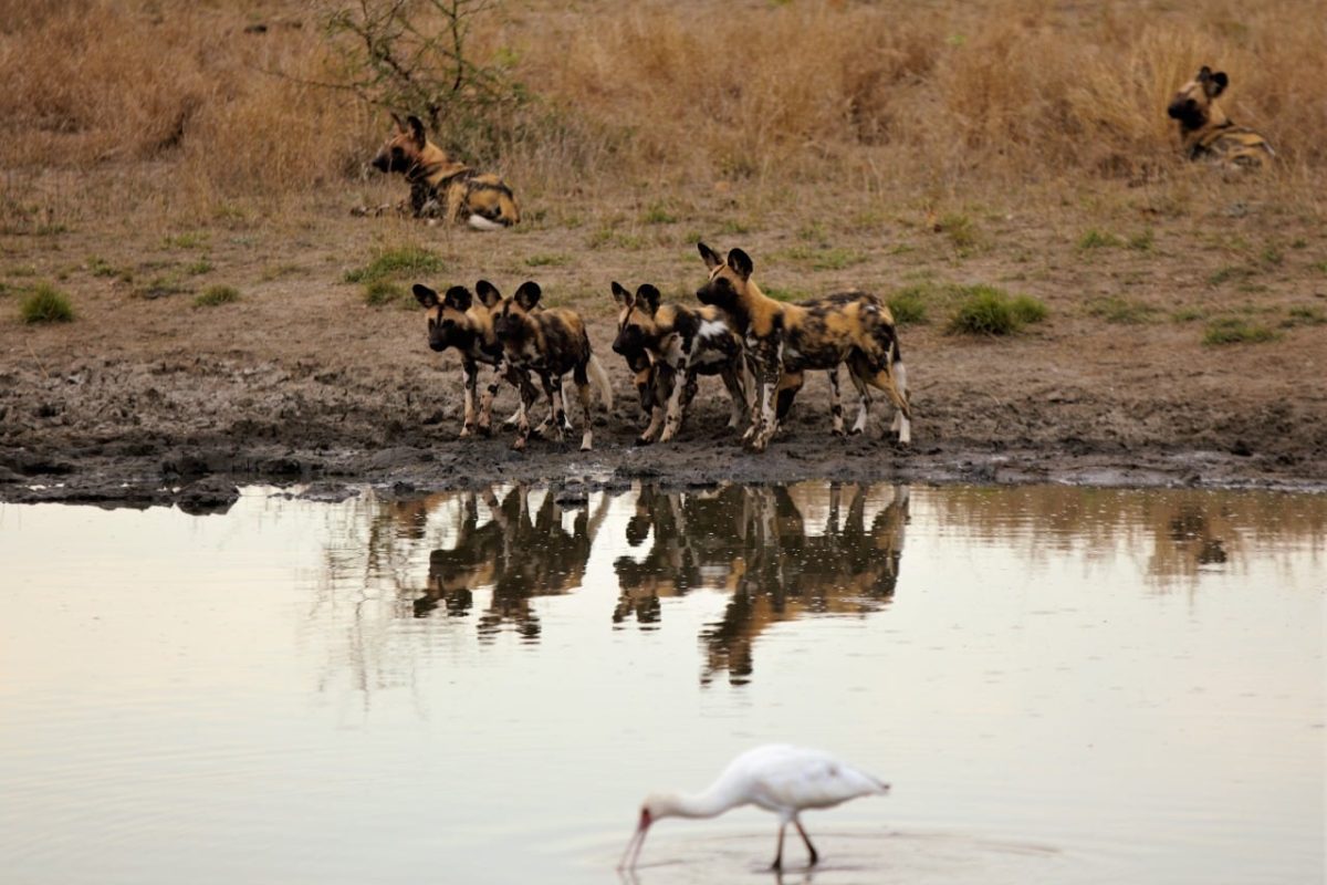 Wildlife